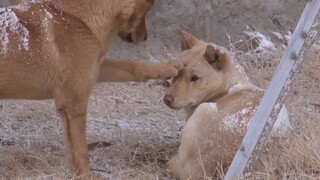 Two Abandoned Dogs Adopted by the Owner of Pizzeria