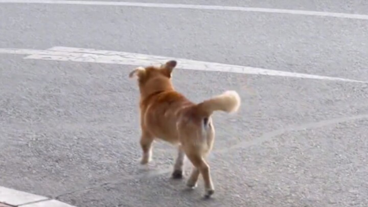 "Go be a dog, a happy dog."