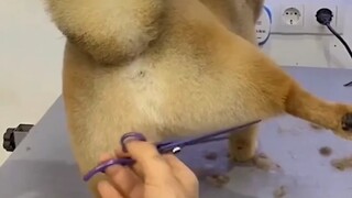 Smart and adorable puppy