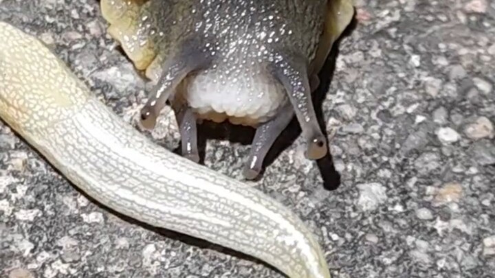 ที่แท้เจ้าน้องหอยทากเก่งมากเลย