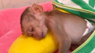 Adorable Baby Liheang Sleeping Well After Full Eating Today