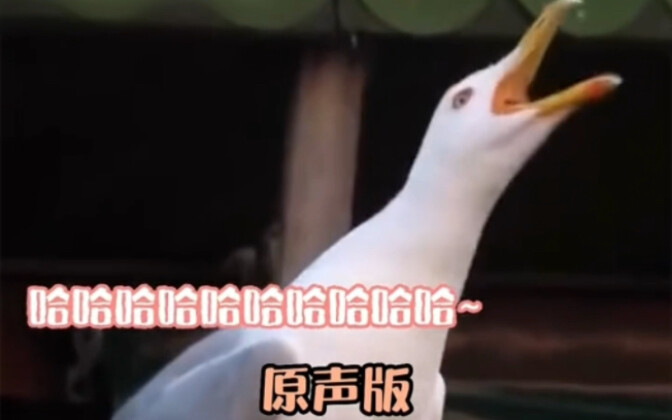 เวอร์ชันเสียงต้นฉบับของนกนางนวลหัวเราะใหญ่