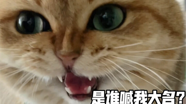 แมวจะตื่นเต้นเมื่อถูกเรียกชื่อจริงๆ ด้วยเหรอ?