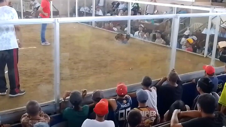 Loss dec 1, passi city cockpit