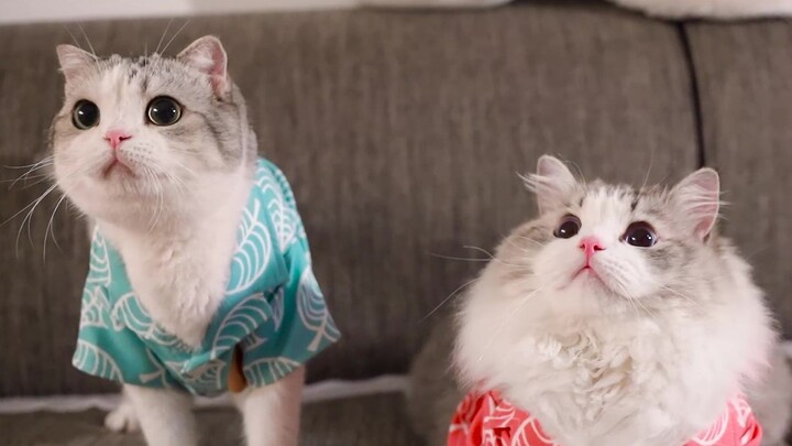 لبس القطط الصغيرة ملابس الصيف