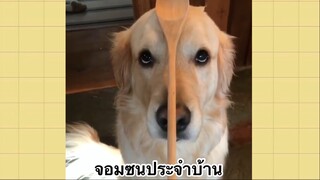 เพื่อนตัวน้อย สัตว์เลี้ยงแสนซน : จอมซนประจำบ้าน