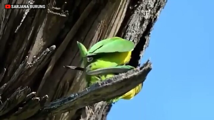 Habitat Asli Sepasang Burung Lovebird, Kehidupan Lovebird di Alam