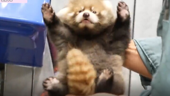 The utterly adorable Marumi, from birth to one year old