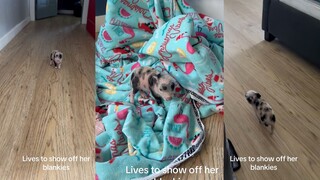 Babi kecil yang terburu-buru sekaligus lambat, semata-mata hanya untuk memamerkan selimutnya