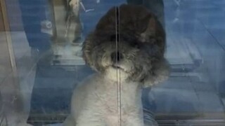 The puppy doesn't know what foster care is, it thinks you don't want it anymore
