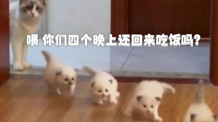 Mommy Cat: They’ve already been kidnapped? Those four little笨蛋!