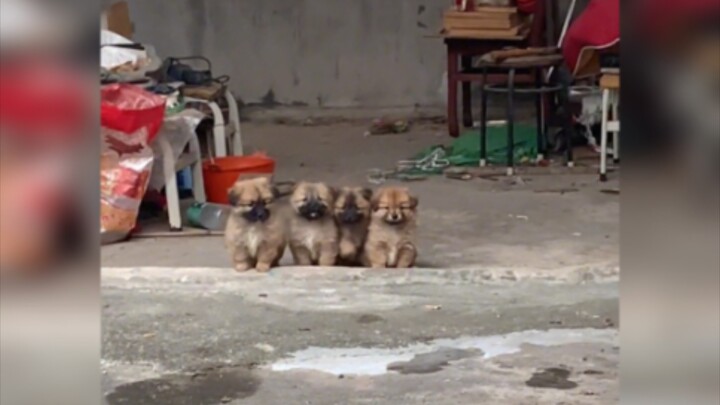 Tak ada seekor anak anjing pun yang bisa menolak godaan “cucu-cucu-cucu”!
