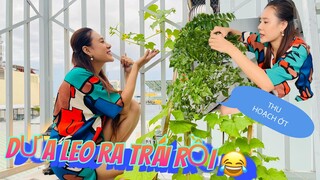 Dưa leo ra trái, thành quả bấy lâu chăm của HBT, vườn rau nay xanh mướt và thu hoạch ớt kim