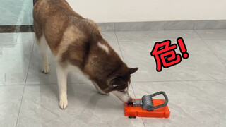 When a Husky encounters a "mouse trap," will it fall for it?