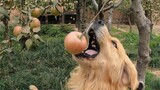 These Happy Dogs Have All The Apples They Want!