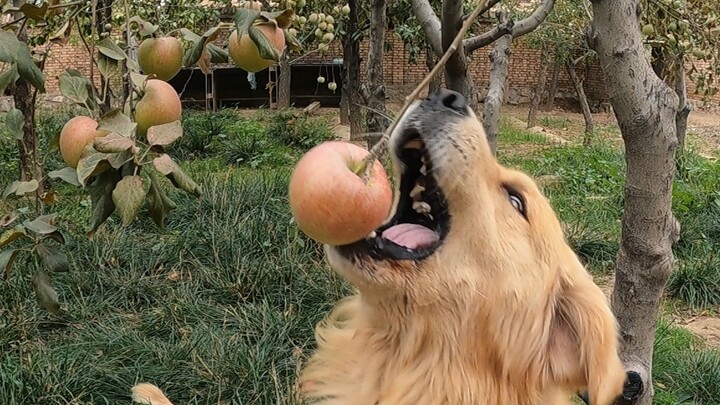 นี่คือกลุ่มมะหมาที่กินแอปเปิลได้อย่างอิสระ