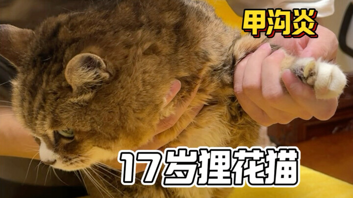 Cat grooming service at home in Chengdu—such a rare 17-year-old calico cat! Even its claws look pain