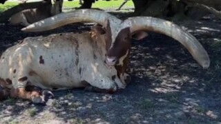 It turns out that the horns of different cows are so different.