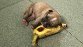 Aww Animals So Cute Cute Baby Animals Videos Compilation | Cutest Puppies In The World 2021