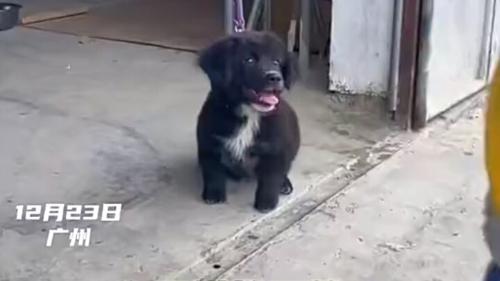 This little dog knows how to pose for photos.
