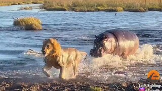 狮子们过河时，不小心闯入了河马的领地，河马看到后气冲冲地赶过来