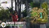 Bonsai Trees | ART CAPITAL BONSAI EXHIBIT @ Angono Veterans Park | Tenrou21