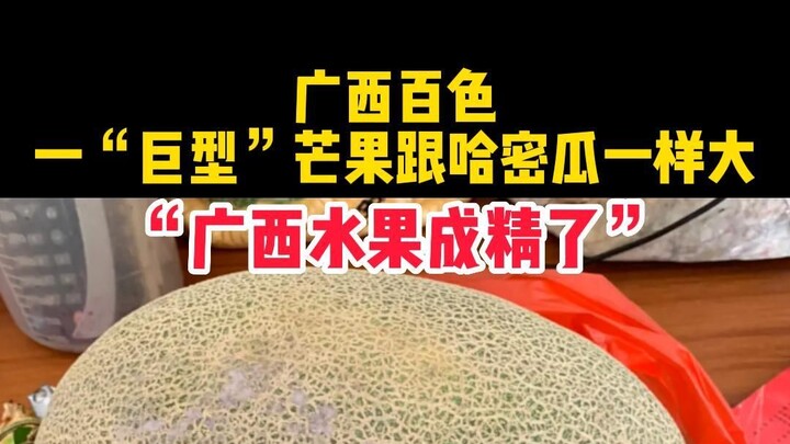 In Baise, Guangxi, the mangoes are as big as cantaloupes.