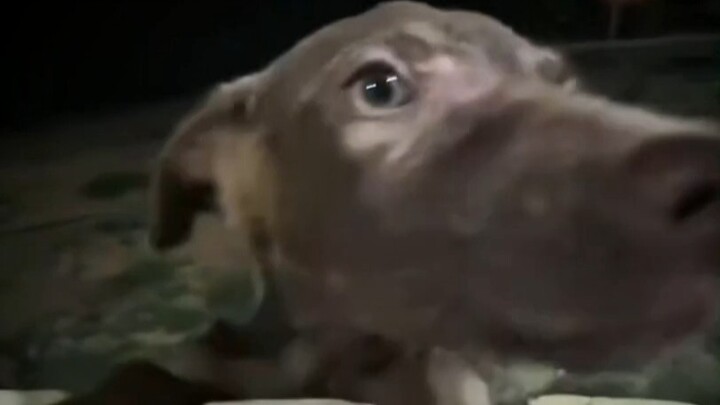 Recent tragic news in the dog world—could the real fear come from that glimmer of hope overhead?