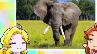 เป็นเวลานานแล้วที่ฉันได้เห็นหูช้างทำมากกว่าแค่ฟังเสียง