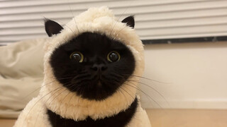 论养一只黑猫有多难找