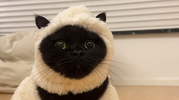 دعونا نناقش مدى صعوبة العثور على قطة سوداء