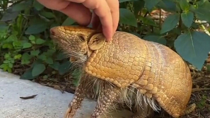 ช่วยลูกอาร์มาดิลโล