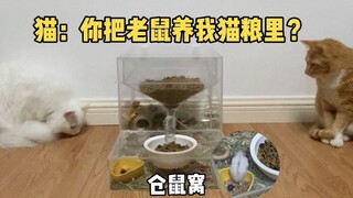 الفأر: هل تبني مطعم القطط في عشّي؟