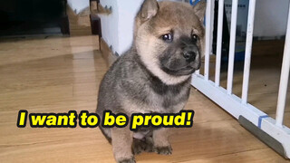 Video of 40-day-old Chinese rural dog watching the house