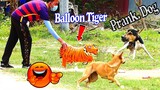 Must Watch Funny Video - Fake Tiger Prank Dogs and Fake Balloon Tiger Prank Dogs - Try Not To Laugh