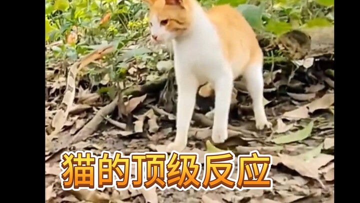 As everyone knows, a cat’s reaction speed is 7 times faster than a human’s!