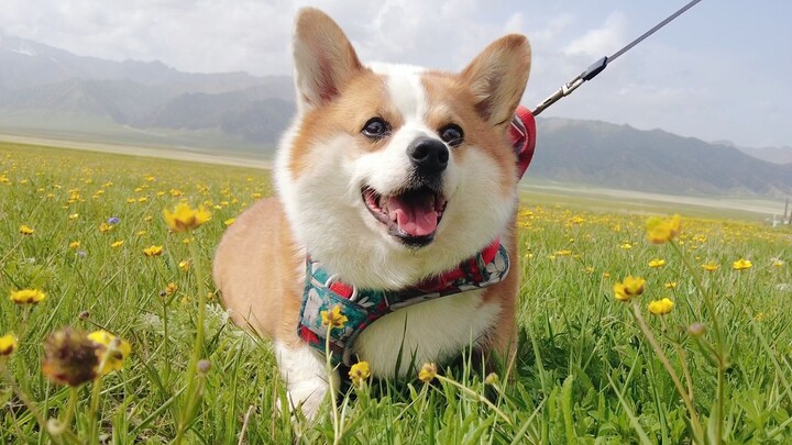 พาเจ้าคอร์กี้ไปทุ่งหญ้าซินเจียง แต่กลับกลายเป็นว่ามันไม่อยากกลับเลย...