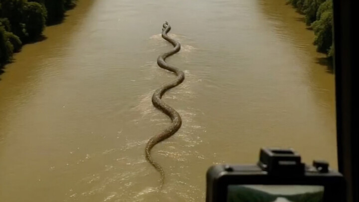 9 sinh vật đáng sợ của rừng Amazon