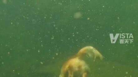 Phúc Kiến Phúc Đỉnh, chú chó Golden Retriever lặn xuống nước 3 mét để giúp chủ lấy lại món đồ bị rơi