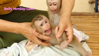 Baby Lion Crying Loudly Angry With Mom When He Leave Him To Stay With Brother Sono