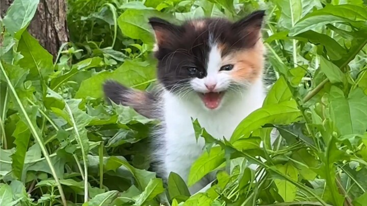 Ngakak! Anak kucing kenapa terus-terusan memarahiku, malah sampai memanggil ibunya untuk mendukungny