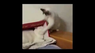 Poor Cat is being Punched Harder, Better, Faster, Stronger