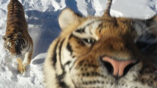 "Don't Mess with the Tigress" from "Like a Tiger with Wings"