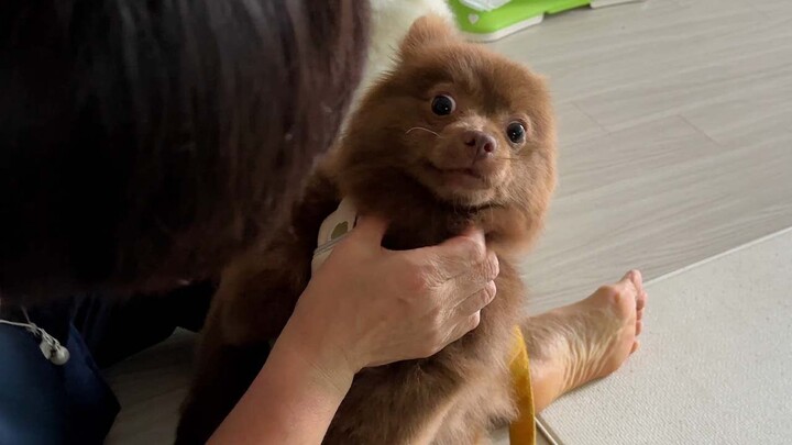 How do you train a little dog who loves to go for walks?