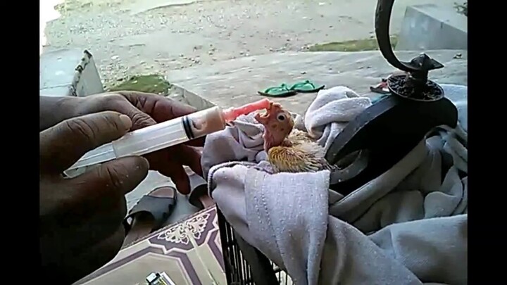 LOVEBIRD belum bisa makan sendiri