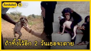 ลูกหมาป่วยใกล้ตาย พบชีวิตใหม่ด้วยเมตตาจากหญิงใจดีและพี่ชิมแปนซี | Dog's Clip