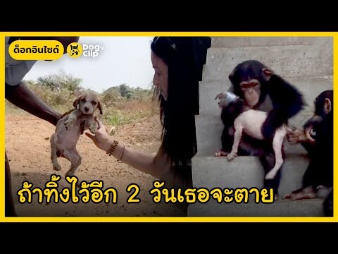 ลูกหมาป่วยใกล้ตาย พบชีวิตใหม่ด้วยเมตตาจากหญิงใจดีและพี่ชิมแปนซี | Dog's Clip