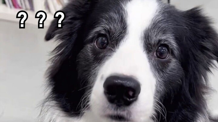 Aku cuma melakukan kesalahan yang pasti pernah dilakukan semua pemilik anjing…