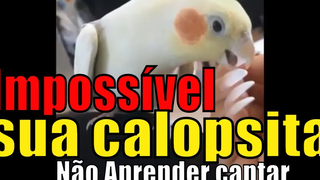 วิธีการสอนนกค๊อกคาเทลร้องเพลง นกค๊อกคาเทลร้องเพลง 7 ตัวที่ดีที่สุด