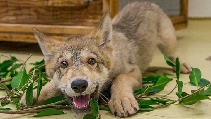 Chú sói con đáng yêu Shadow tại Sở thú San Diego | Chú chó sói con dễ thương vui đùa tại Sở thú San 
